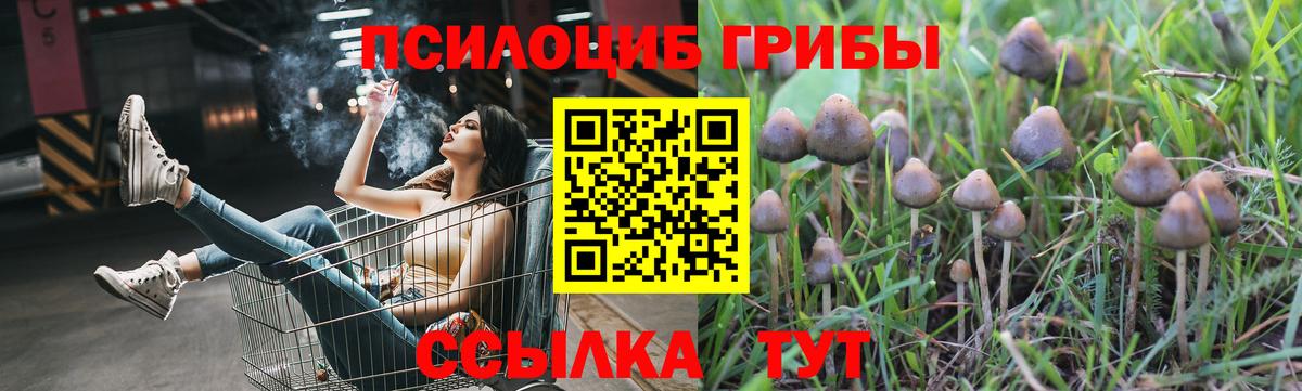 Галлюциногенные грибы Psilocybe Ипатово